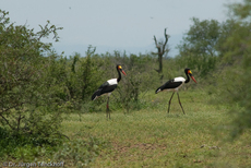 Sattelstorch (9 von 9).jpg